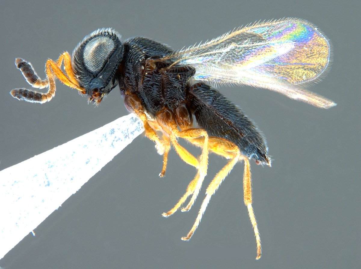 Rupam Debnath tweet media