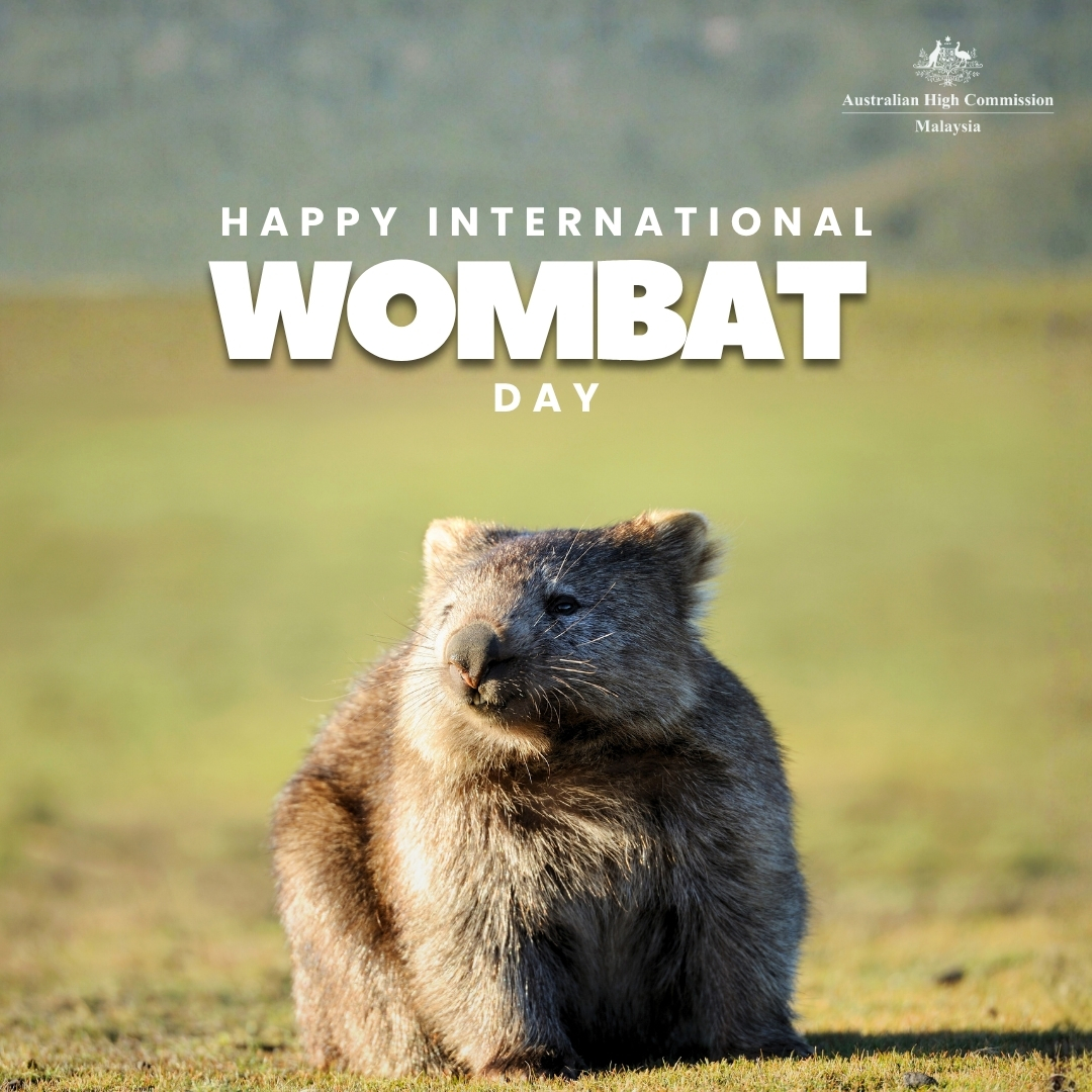 Happy International Wombat Day!

Did you know a group of wombats is called a “wisdom”?

These adorable creatures are native to Australia, and the Northern hairy-nosed wombat is critically endangered.

Let’s take a moment today to celebrate these strong and sturdy marsupials 🫶