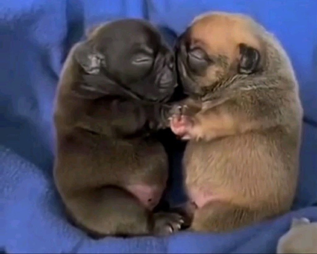 🐂 (@arshunn) on Twitter photo 