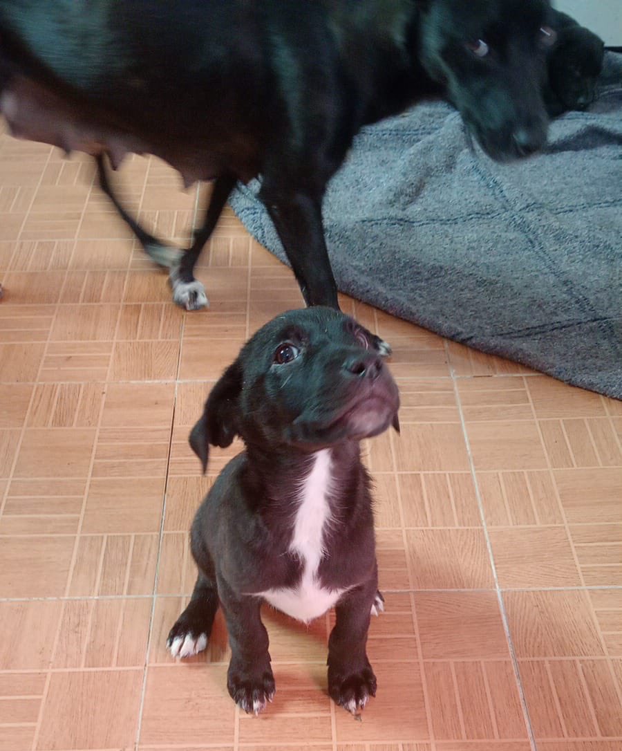 Los Héroes De Ixtapaluca (@losdeixtapaluca) on Twitter photo Nos queda su hermanito!  No crecerá mucho. Se ve buena onda. Dale shampoo! ❤️ Nos queda su hermanito!  No crecerá mucho. Se ve buena onda. Dale shampoo! ❤️