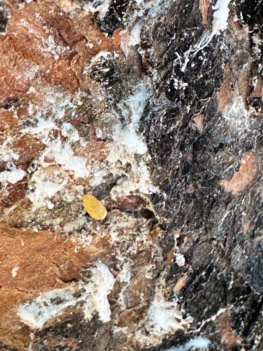 VFPAonline's tweet photo. 🌿VFPA Welcomes the announcement from the Australian Government and AFWI of millions in research into
🌱Advanced Manufacturing Precinct Strategy 
🌱Giant Pine Scale (GPS) Research
🌱Fibre to Fuels Project
Full Media Release here:  https://t.co/FcE9hYeCnE

See below GPS infections https://t.co/7hFNLAf38t