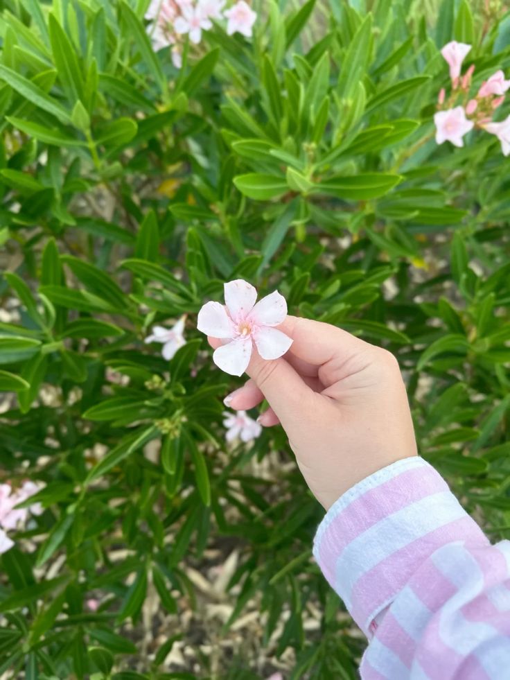 SAIRA 🎀 tweet media