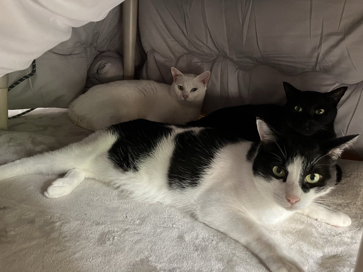 gigaburu1985's tweet image. 最低気温10℃どころか数日後には5℃きるのか...🐈達もコタツに集まりますわ