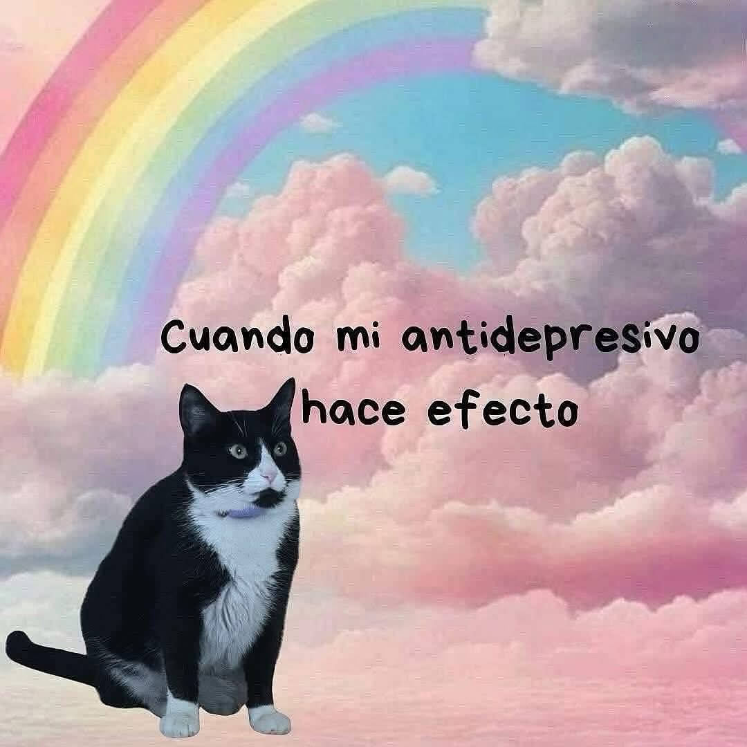 Dilo con gatitoz (@dilocongatitoz) on Twitter photo 