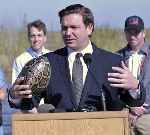 antoniogm's tweet image. One of the wildest Florida stories is how the Everglades become home to thousands of enormous, gator-eating pythons. 
In 1992, a hurricane blew apart a python-breeding operation, and the things adapted to the marshy ecosystem that resembled SE Asia. They're now everywhere in the…
