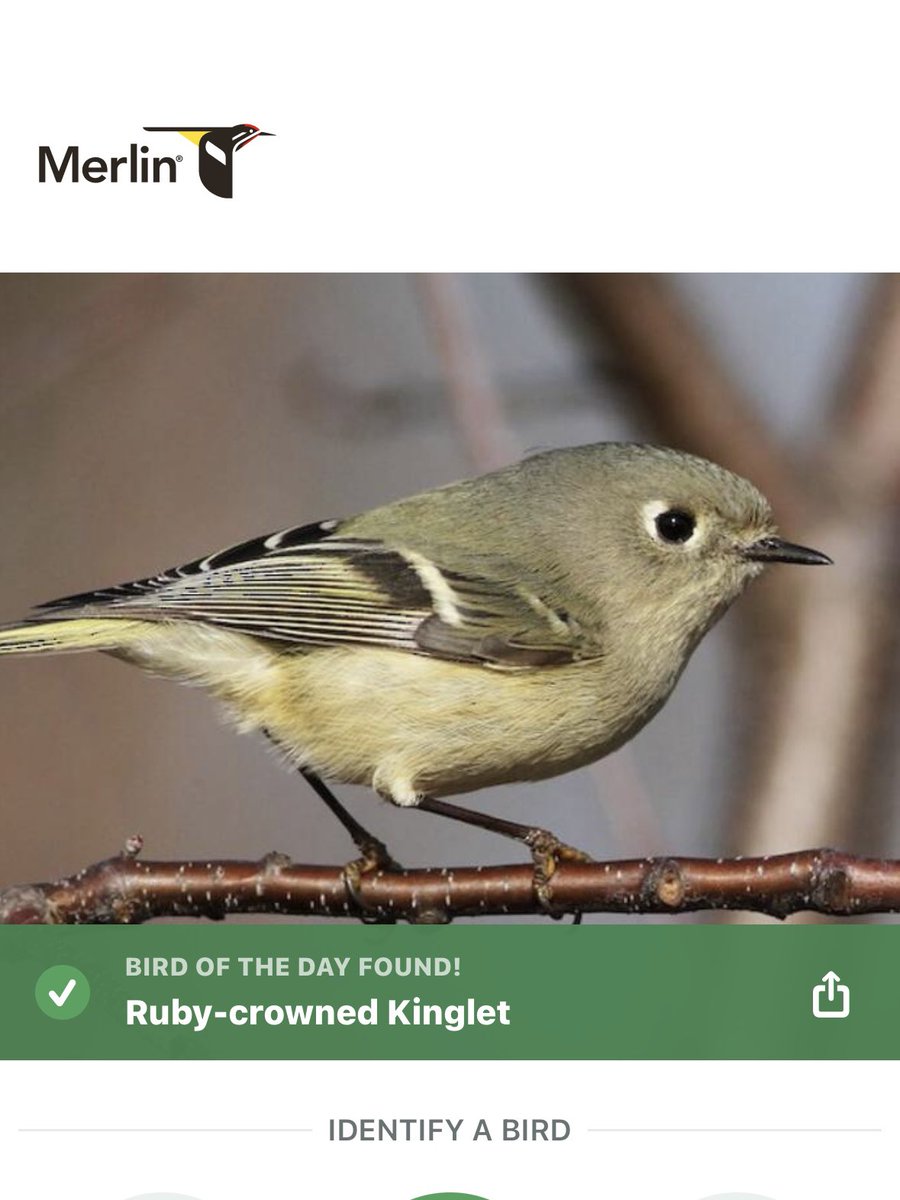 MeredithMComm's tweet image. Ok Merlin, I got a photo, too. 
Ruby-crowned Kinglet ✅
#Birds #BirdTwitter #TwitterBirds