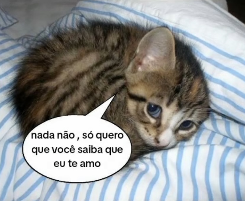 animaisfrases_'s tweet photo. https://t.co/wRgWyd0rLk