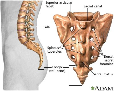 PoltFan69's tweet photo. Was a reply but posting on the main thread:
They're angled up against the spine and natural tailbone positioning. It's taking a 60° turn to preserve a full view of ass. Realistically you'd lose some view and some definition but the tail base should connect to the spine at the cocyx turning away from the butt at the ala>
For clothing design you'd likely have clasps above the tail with a flap cover or bow to hide the connection point. A hole doesn't work for larger or longer tails and no accomodation means pants are impossible and skirts are always an upskirt. Uma Musume gets it right.