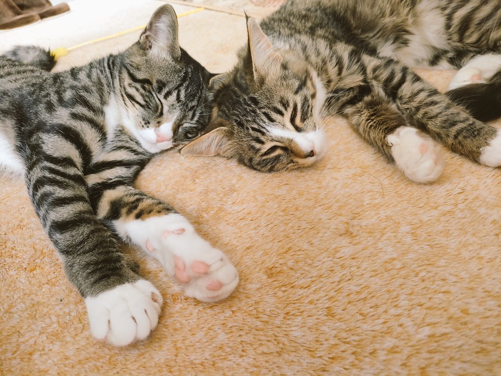 今朝は急な冷え込みですね😿
保護にゃんズが誰も見送りしてくれ
無かった寂しさですがアトリエで
ご依頼のギフトBOX作りです

ギフトのご注文が入りだすと
早くも年末の気配を感じます💦
皆様も体調崩されぬようお過ごし
下さいませ⛄