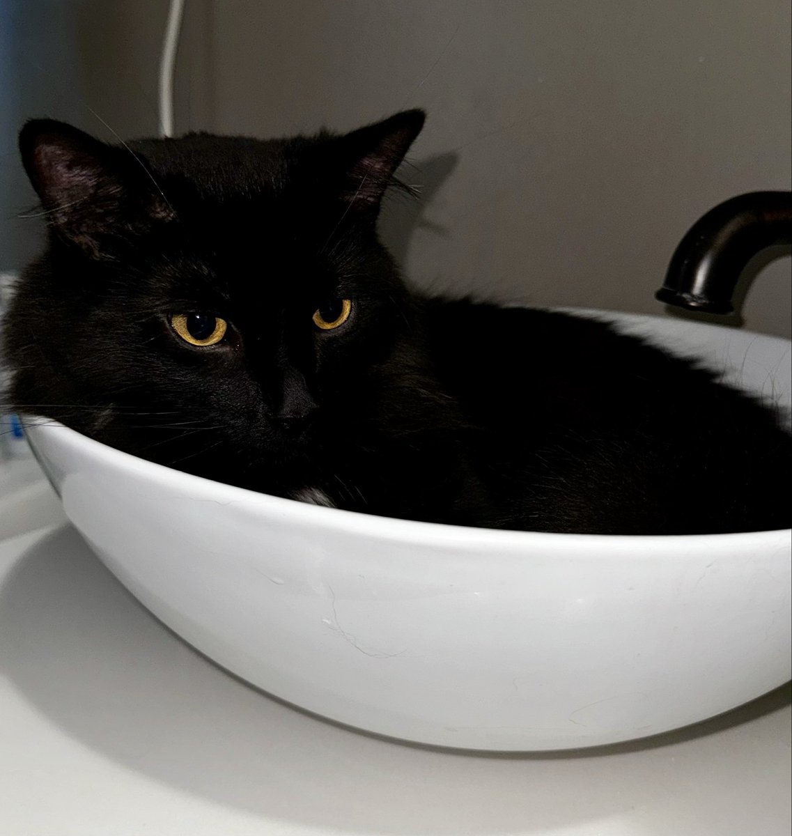catnipaddicts's tweet image. Here’s an obligatory photo so that cat mom doesn’t fail her self-imposed challenge to post either an orange or black cat every day in October…she said it was a busy day. Sure it was. #OrangeOrBlackCatober