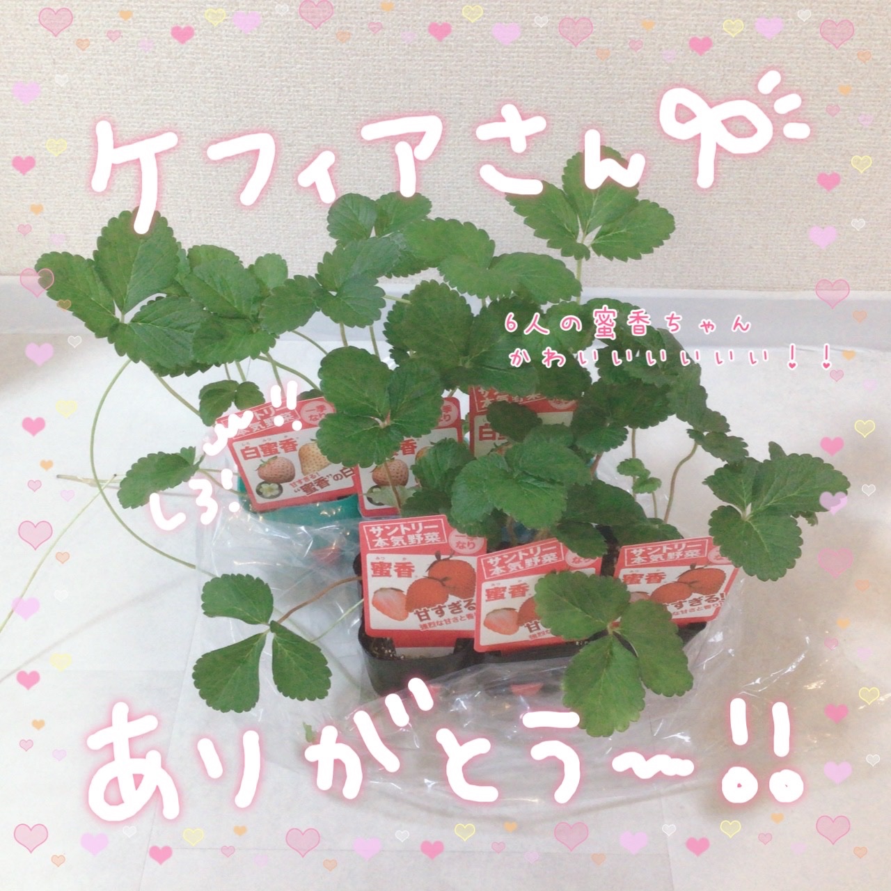 緋月かのん🍎🍯11/29リアルライブ🎤in秋葉原 on X: 