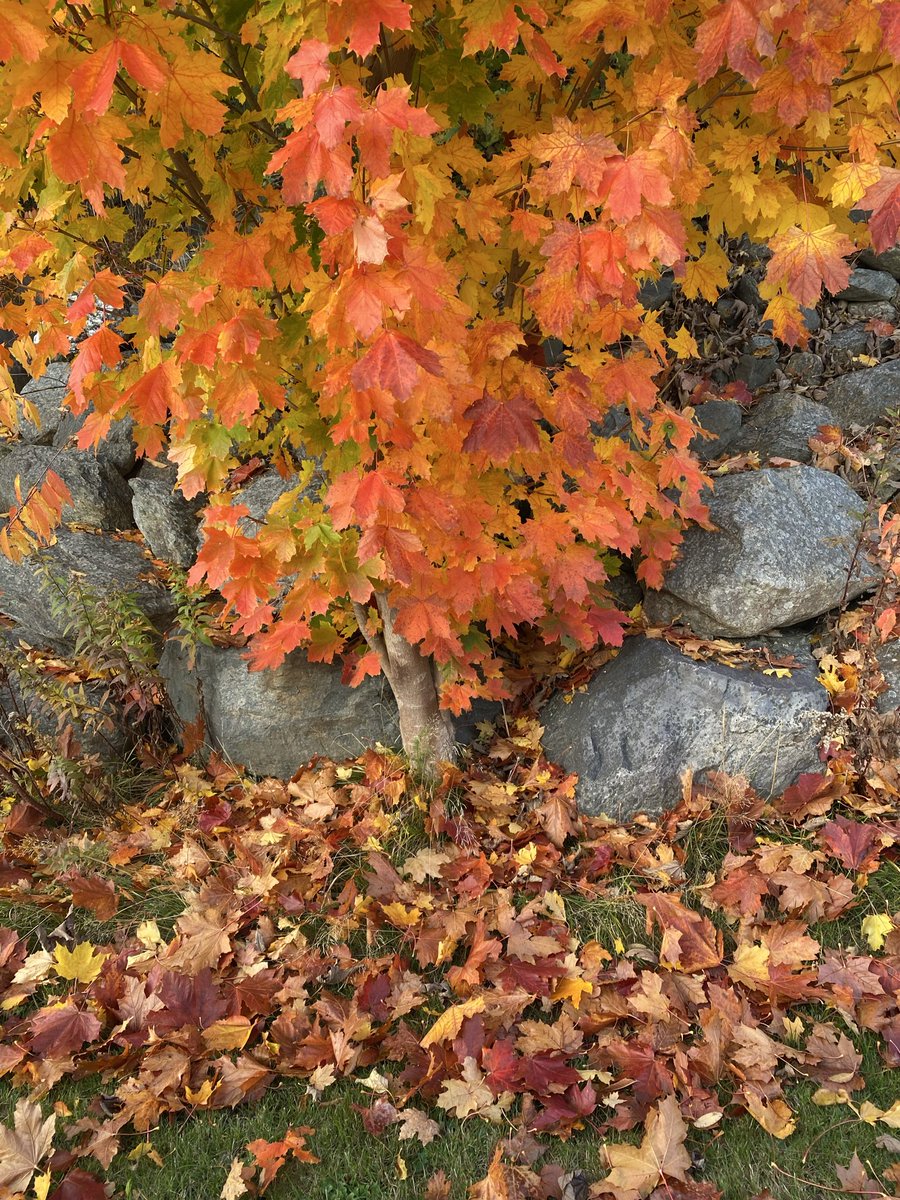 CorinaJReid's tweet photo. Is it just me, or are this year's Autumn Colours, extra vibrant?
#NLwx
#ShareYourWeather
#Winterton #NL https://t.co/V8z5xZfUy0