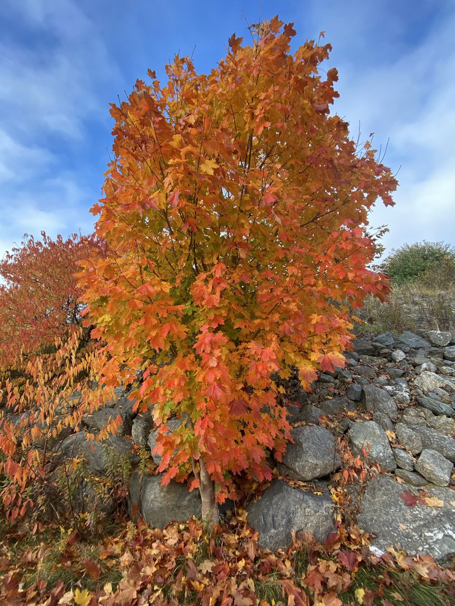 CorinaJReid's tweet photo. Is it just me, or are this year's Autumn Colours, extra vibrant?
#NLwx
#ShareYourWeather
#Winterton #NL https://t.co/V8z5xZfUy0