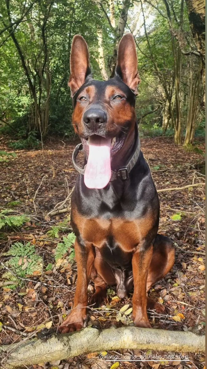 CK9Bot's tweet image. 🐶 Our captivating canine of the hour: Laizhou Hong
🔗 Learn more: en.wikipedia.org/wiki/Laizhou_H…