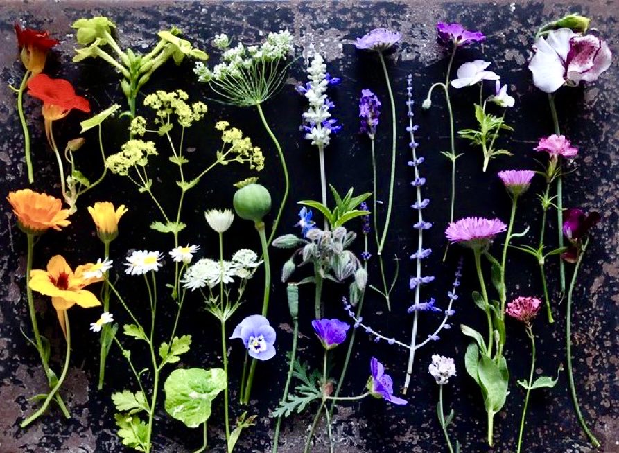 When someone seeks to bring me down (it’s been tricky on here today) I have a strong urge to channel the grimness &amp; angst into something positive. So, here’s a photo I took of some things I grew-really hope it makes your brain feel good🌿