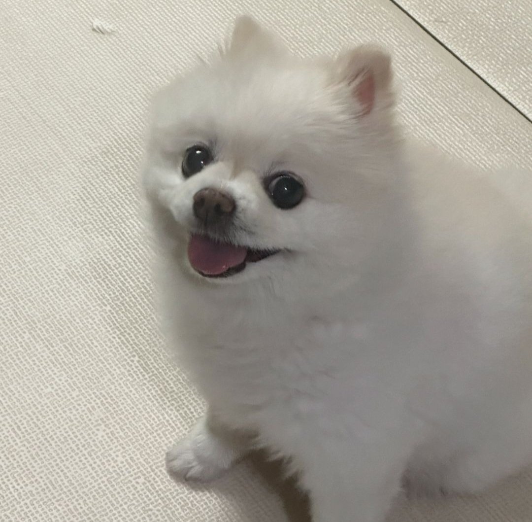 우리 멜로, 안녕 🥺🕊🤍

Did you wait for oppa to come home so you could spend your last time together 😭
Thank you for being the light in Kim's family, our little princess 🫶🏻