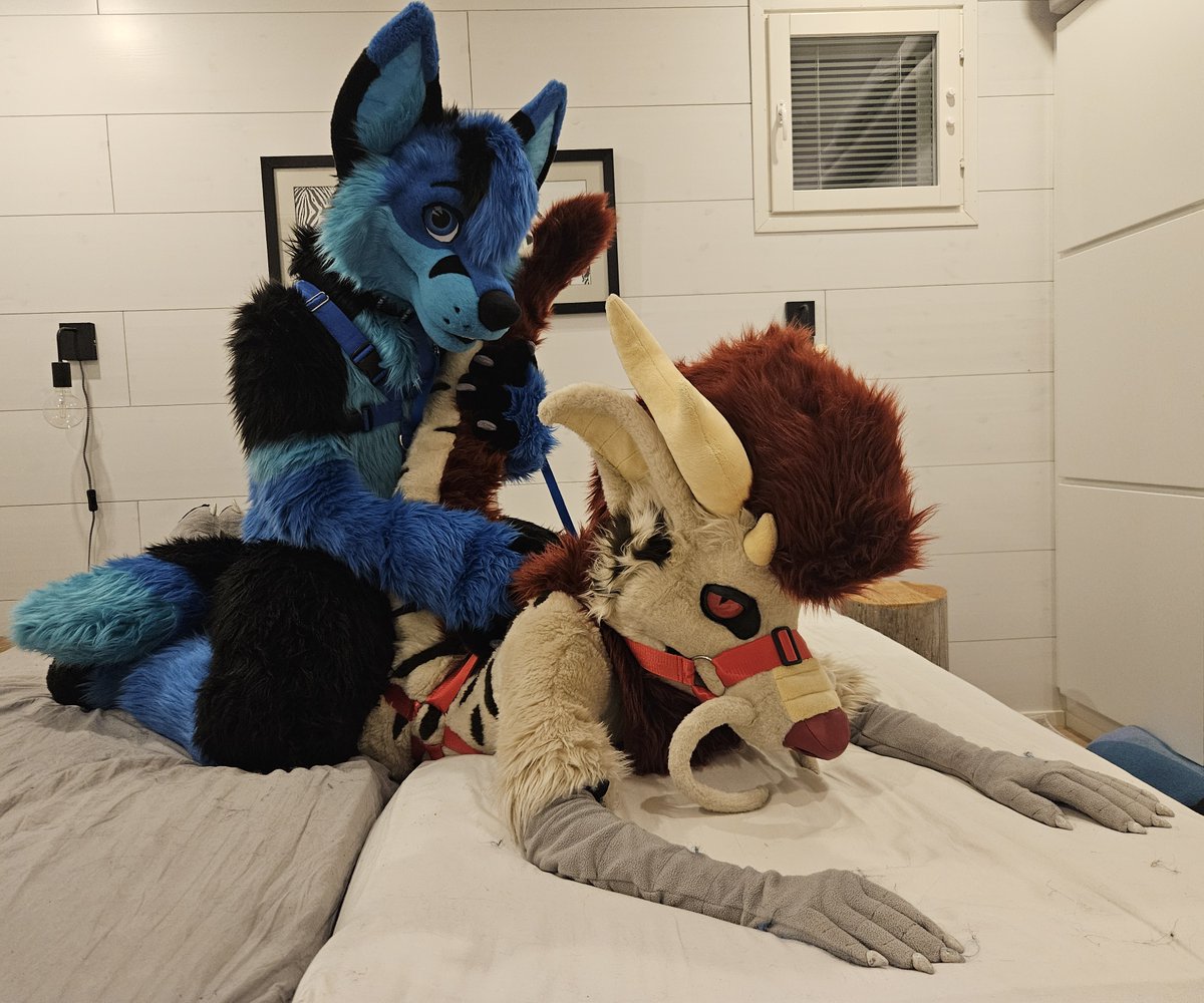 Fox training not going as planned
...or maybe exactly as planned? 😏