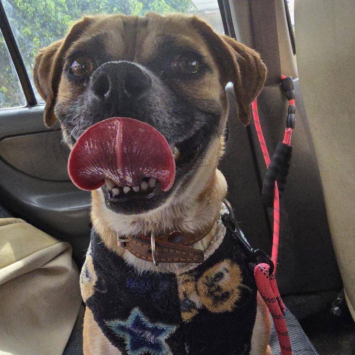 🟢 ¿NOS ADOPTAS?
¡Me llamo Iza! Conoce más 👇🏻

♀️ Hembra | 3 añitos | talla chica
✅ Desparasitada, vacunada y esterilizada
💟 Convive con perritos y gatitos
🇲🇽 Adopción en CDMX y Edomex

☎️ ¡Conóceme! 
 Regalando esperanza 
Wa.me/525635337441 🐾