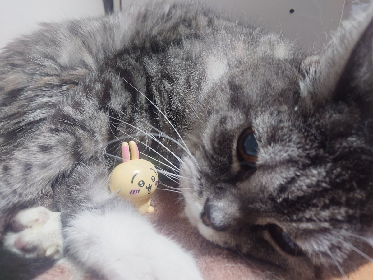 128QAM (@raphael_root_su) on Twitter photo おはようカムイ君だニャン🐱
今日は、
国際吃音啓発の日
平安遷都の日・時代祭
絹婚記念日
パラシュートの日
図鑑の日
あんこうの日
ドリップコーヒーの日
アニメの日
キャットリボン(猫のピンクリボン)の日
今、夫婦が生まれる結婚指輪の日
タイムカプセル・信毎ペンの庫の日
夫婦の日 おはようカムイ君だニャン🐱
今日は、
国際吃音啓発の日
平安遷都の日・時代祭
絹婚記念日
パラシュートの日
図鑑の日
あんこうの日
ドリップコーヒーの日
アニメの日
キャットリボン(猫のピンクリボン)の日
今、夫婦が生まれる結婚指輪の日
タイムカプセル・信毎ペンの庫の日
夫婦の日