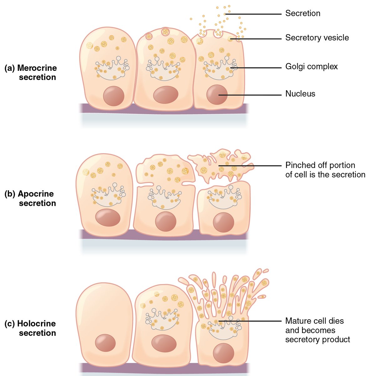 ProfSirera's tweet image. Secretion is one of the most dynamic cellular processes, allowing cells to communicate, nourish, and protect the body through precisely controlled release mechanisms.
Cells release substances through different types of secretion, depending on how the secretory product leaves the…