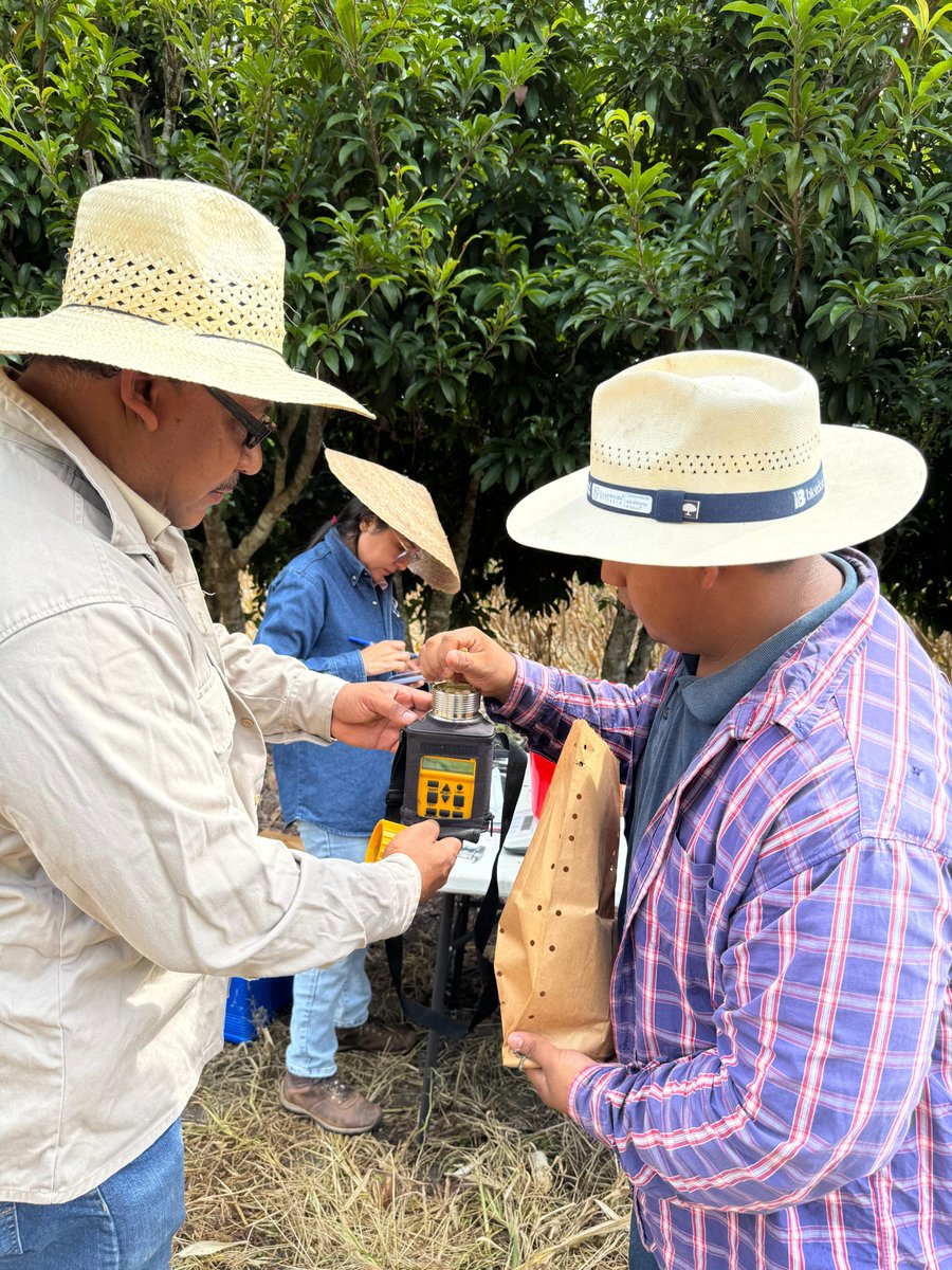 Colpos_Ver's tweet photo. 👩🌾👨🌾 Estudiantes Ángel Capetillo y Lily Luna realizan actividades en el Módulo de Axochio.
🌽 Determinan humedad en granos, peso de maíz, altura de planta, peso de totomoxtle y olote, y resistencia del suelo.
#ColposVeracruz #MIAF #Agroecología #Sustentabilidad https://t.co/Gowogq1ZJk