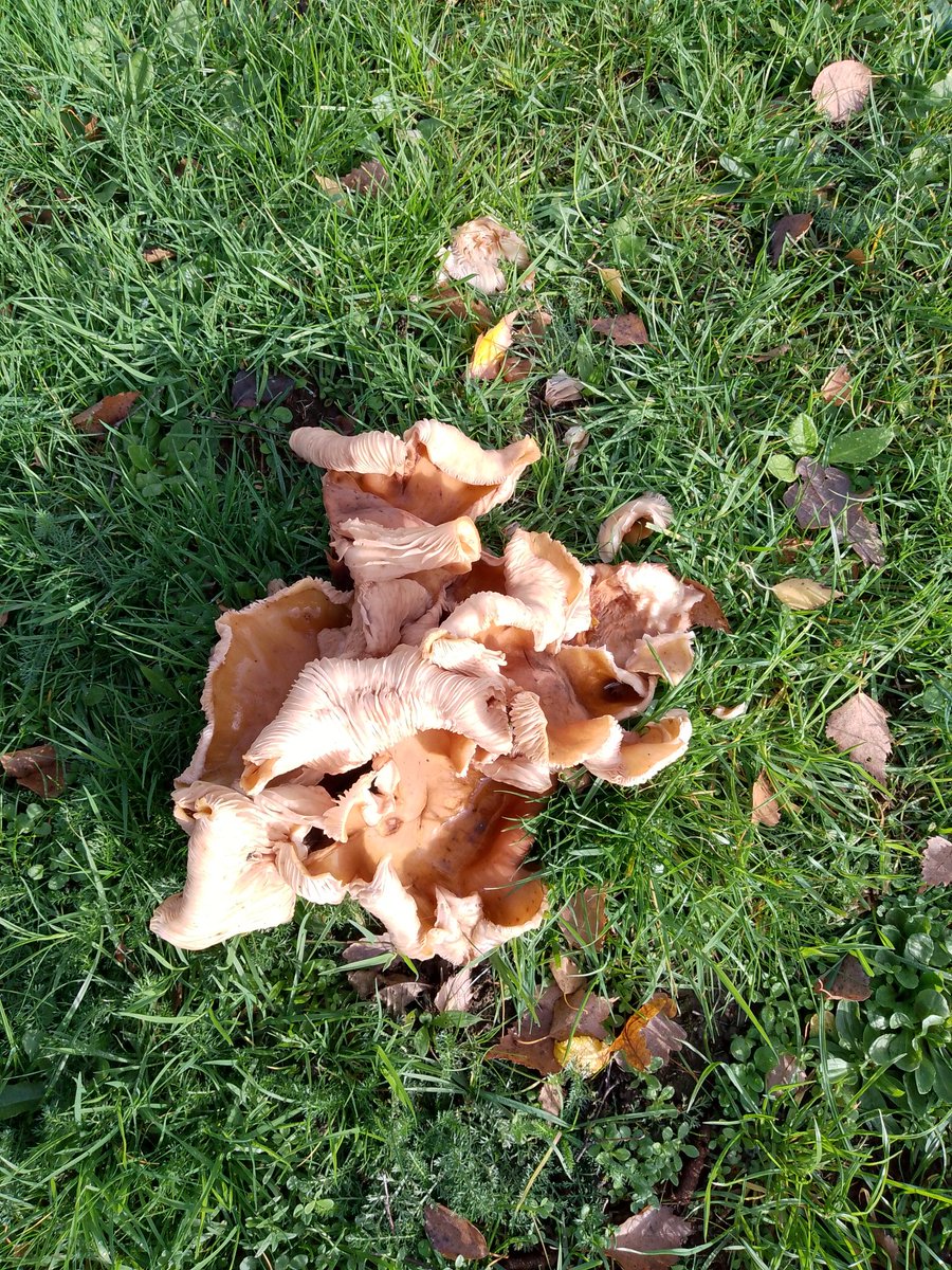 It's funky fungus season again people