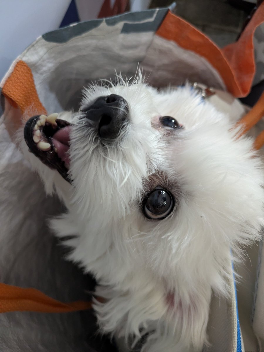 Storm the X-Dog (@stormthexdog) on Twitter photo 