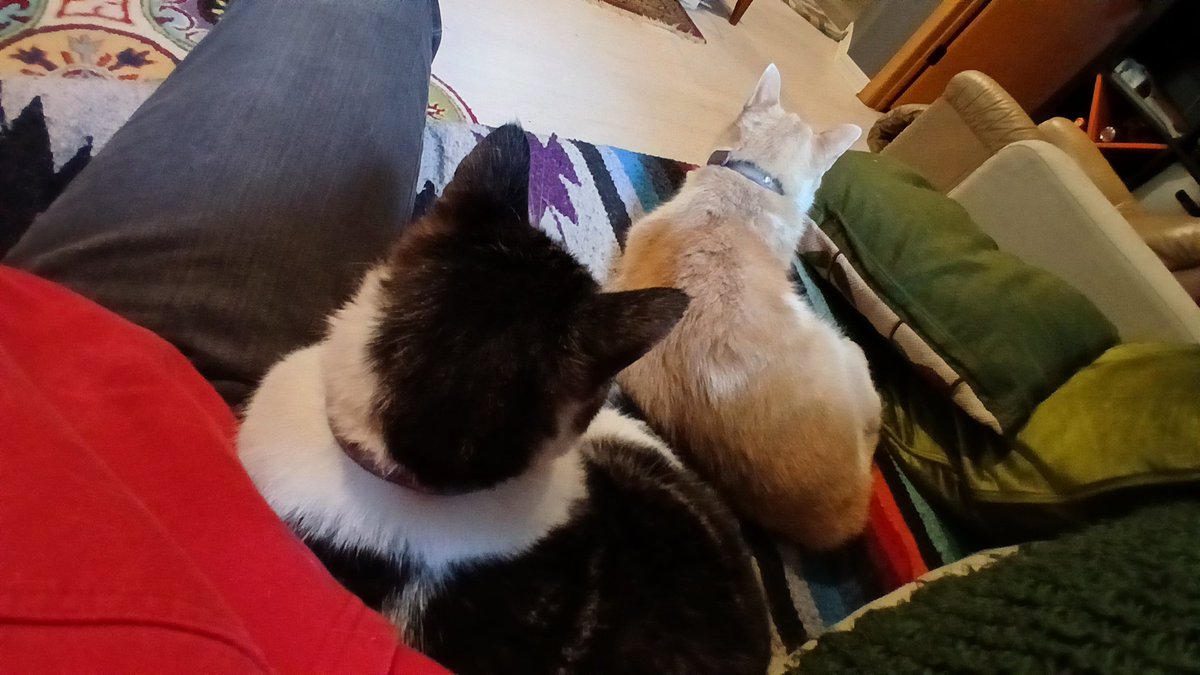 BrainGoPop's tweet image. Murder kitties laying low today 🐈 🐈‍⬛️