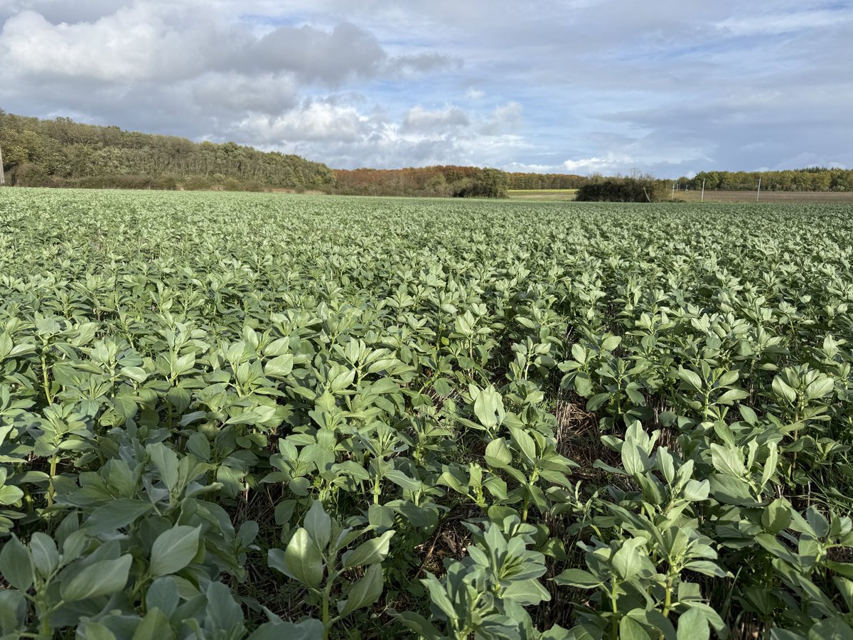 Master_BT's tweet image. Que l’on soit en Bio, en Conv, en TCS, en labour, en semis direct etc..
Un point qui ne change pas: couvrir un maximum les sols dans la mesure du possible. C’est un investissement à long terme, meilleur que la couleurs du semoir…
Densifier, multiplier les espèces et semez!!
#ACS