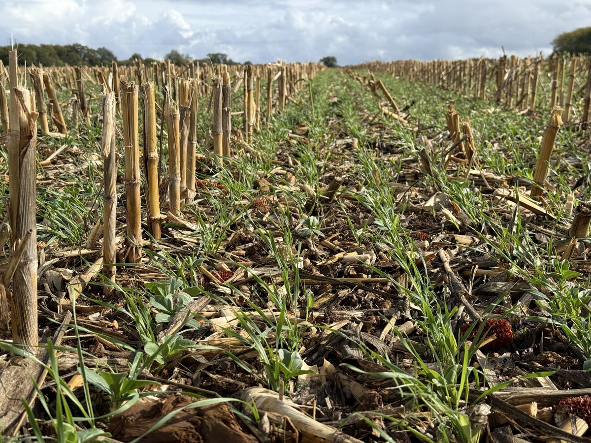 Master_BT's tweet image. Que l’on soit en Bio, en Conv, en TCS, en labour, en semis direct etc..
Un point qui ne change pas: couvrir un maximum les sols dans la mesure du possible. C’est un investissement à long terme, meilleur que la couleurs du semoir…
Densifier, multiplier les espèces et semez!!
#ACS