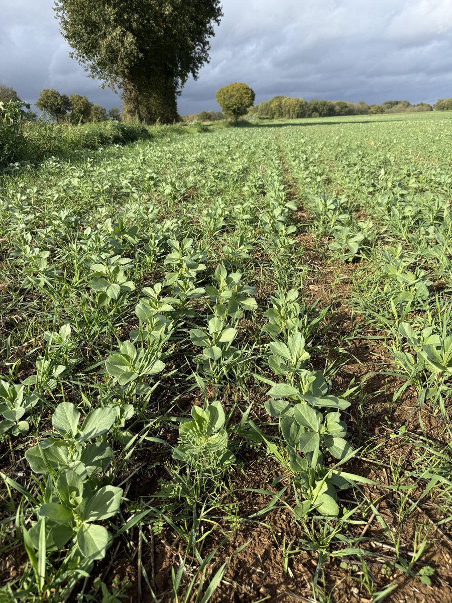 Master_BT's tweet image. Que l’on soit en Bio, en Conv, en TCS, en labour, en semis direct etc..
Un point qui ne change pas: couvrir un maximum les sols dans la mesure du possible. C’est un investissement à long terme, meilleur que la couleurs du semoir…
Densifier, multiplier les espèces et semez!!
#ACS