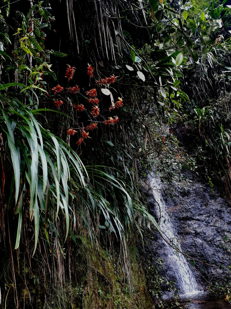 La #Pitcairnia sodiroi Mez es otra #bromelia nativa del #Ecuador y de la provincia de #Pichincha, su nombre es en honor al padre Luigi Sodiro (1836-1909), botánico italiano y profesor de botánica en #Quito.

#plantasnativas #jardinería #bromeliads #landscaping #decoración