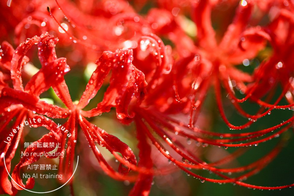 パキラ♡ お正月飾りポインセチア 葡萄 彼岸花 おまとめ 食べられるお花のクリスマスフラワーケーキBOX～ポインセチア
