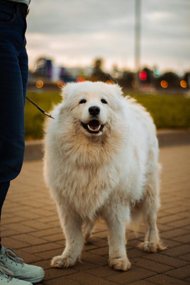 nancy_rich10723's tweet image. Everyday Joy
More toys, more joy, more tail wags 🐕✨ Spoil your pup today 👉 onespoiledpup.com
#OneSpoiledPup #SpoiledDogLife #DogLove #PupJoy #PamperedPup