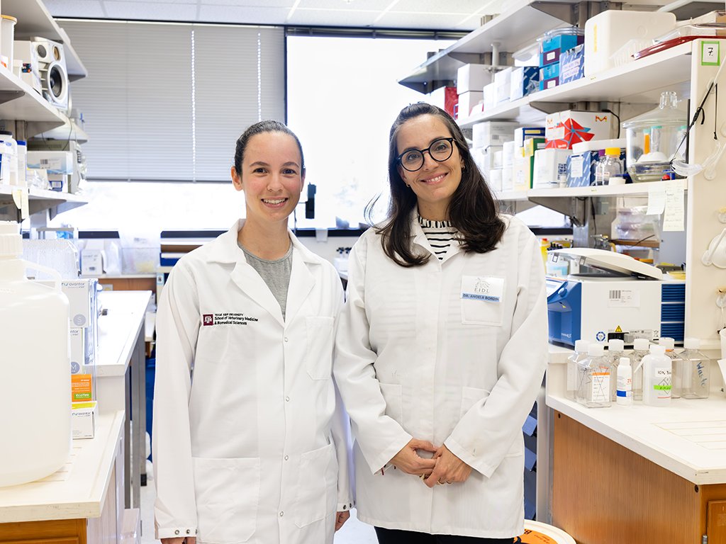 Foal pneumonia is one of the leading causes of disease and death in foals. Now, Texas A&amp;M researchers have uncovered new, complex interactions between the gut, lungs, and immune system that pave the way for a future vaccine.

More: vetmed.tamu.edu/news/press-rel…
#TAMUVetMed