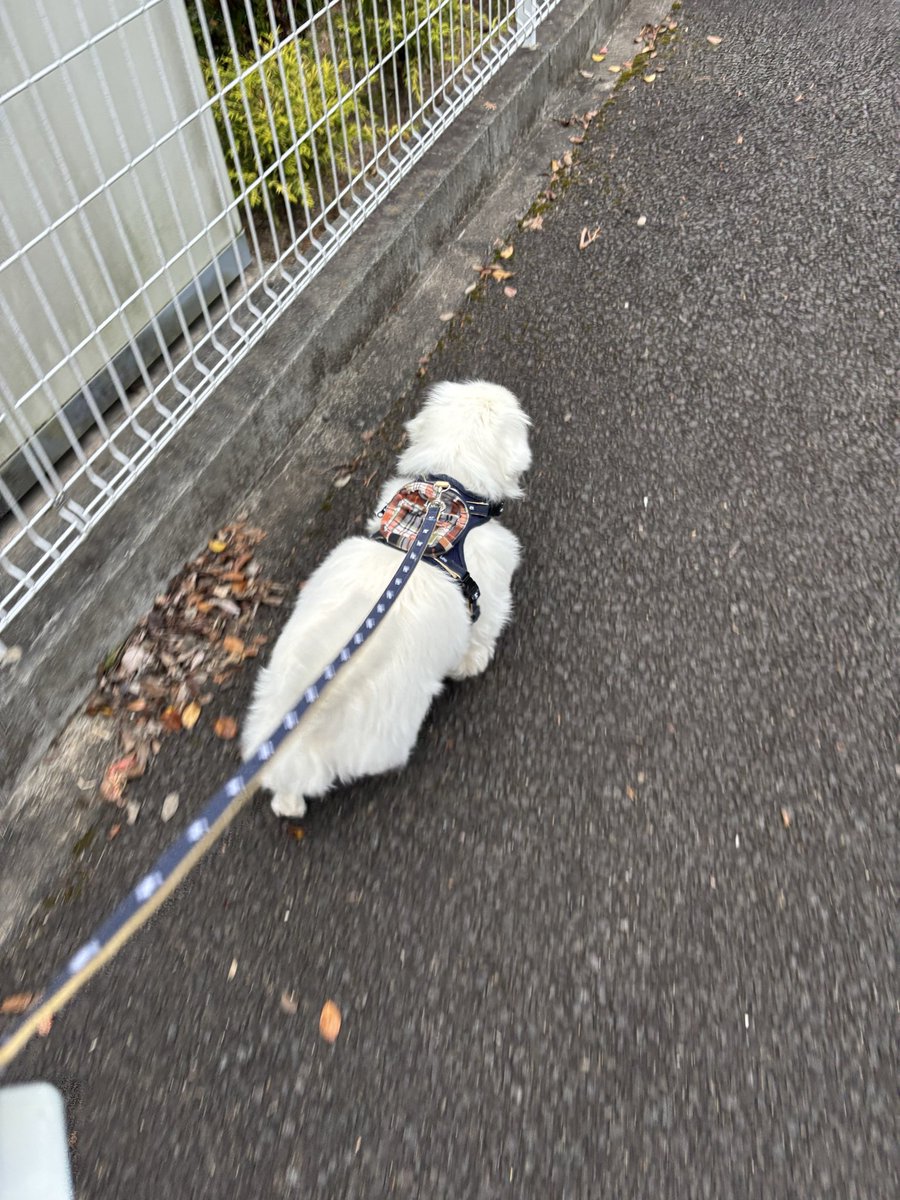 いっぬ める on X