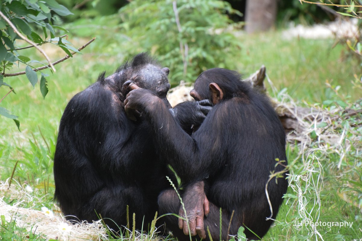 wunderswift's tweet image. a little grooming session &amp;lt;3