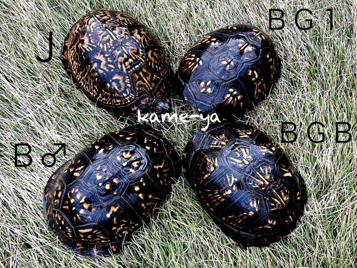 ＢＧ１♀血統です！
カッコ良く成りそうなベビーです✨
#ブラックガルフ
#burikura