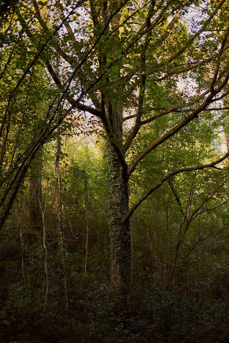 grzjpg's tweet photo. From the open fields to the wild forest 🌲🍂🌰
https://t.co/qUQaLV1mWL
#canon #zuhaitzak #naturaleza #ourplanetdaily #basoa #agameoftones #otoño #bosque #bizkaia #natura #udazkena #autumn #nature #forest #trees https://t.co/eyDzhfnx5u