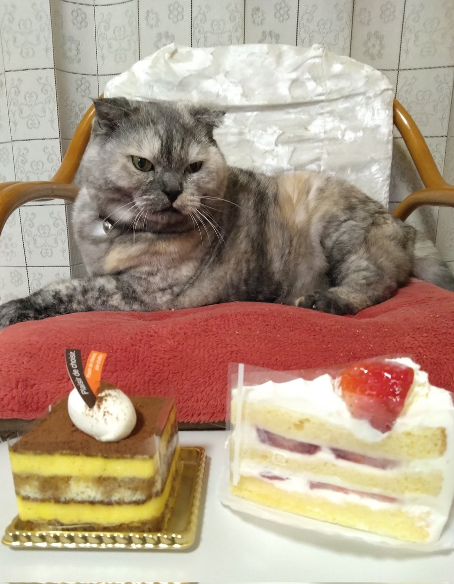 おはよう😊

　 ショートケーキの日
  ※  ティラミスとイチゴ
　                   ん?