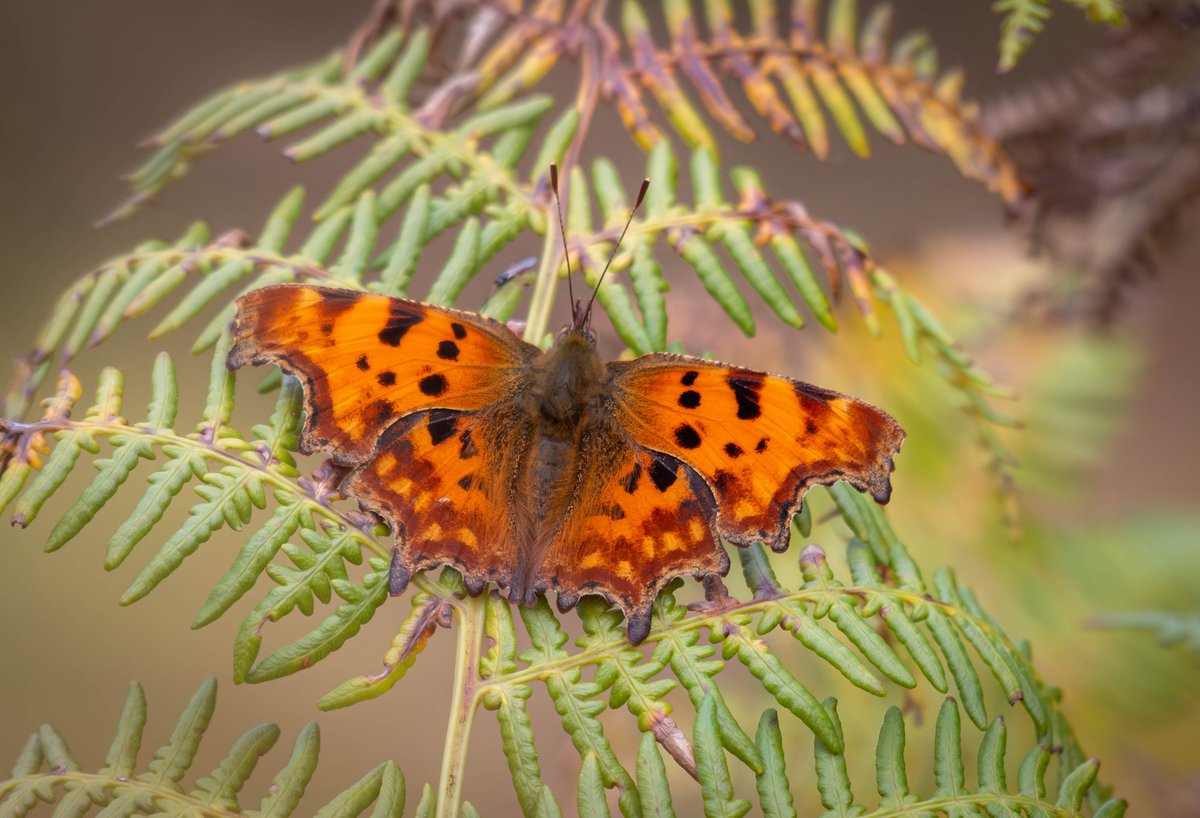 Allan Burrows tweet media