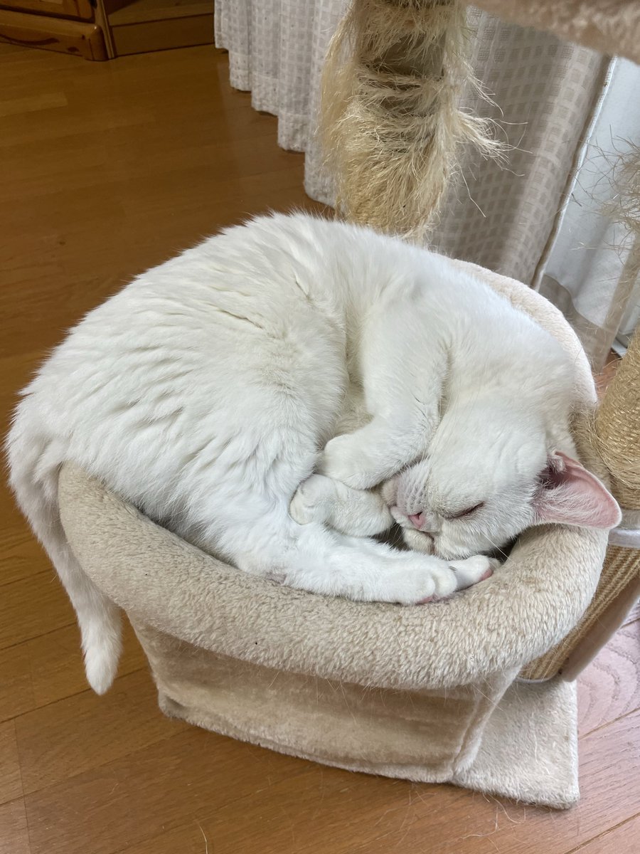 マロンとモンブラン (@tmnr1213) / Posts / X