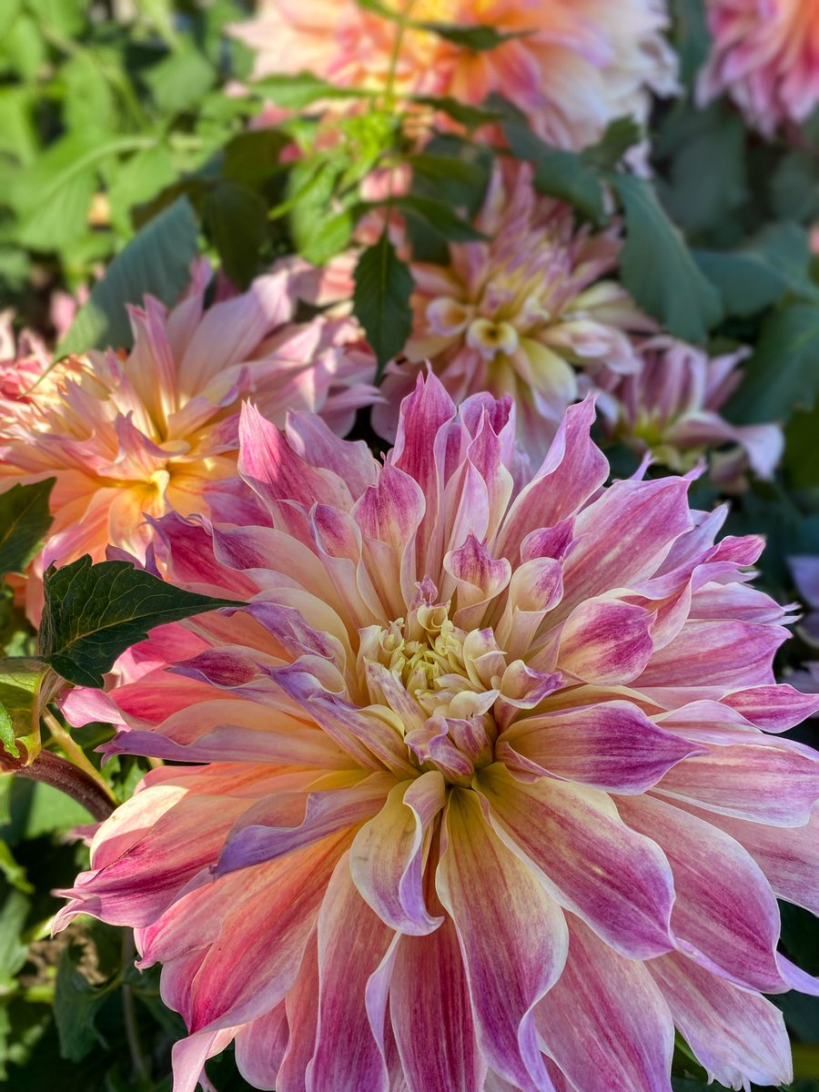 tabimuyan2nd's tweet image. #中年も花を愛でる
#flower
#川西ダリヤ園
#ダリヤ