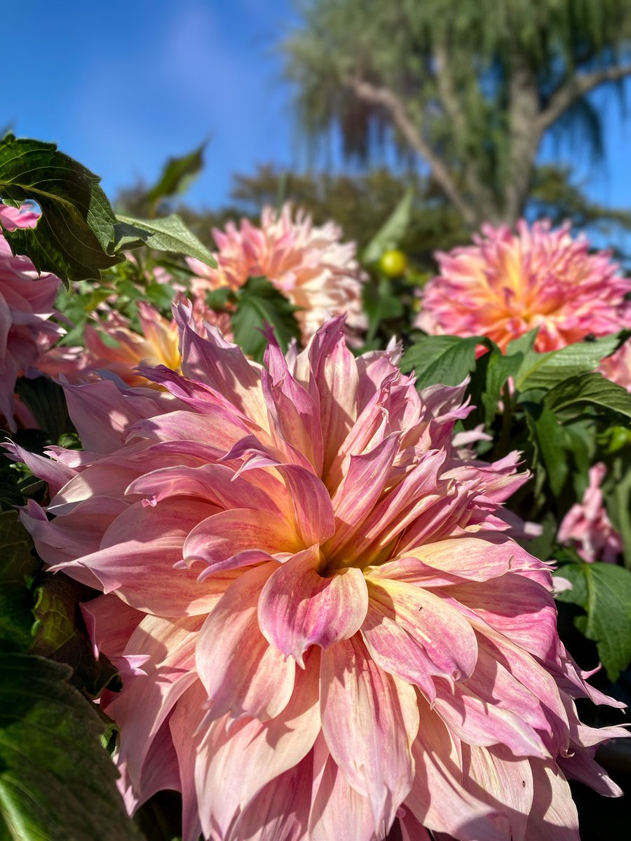 tabimuyan2nd's tweet image. #中年も花を愛でる
#flower
#川西ダリヤ園
#ダリヤ
