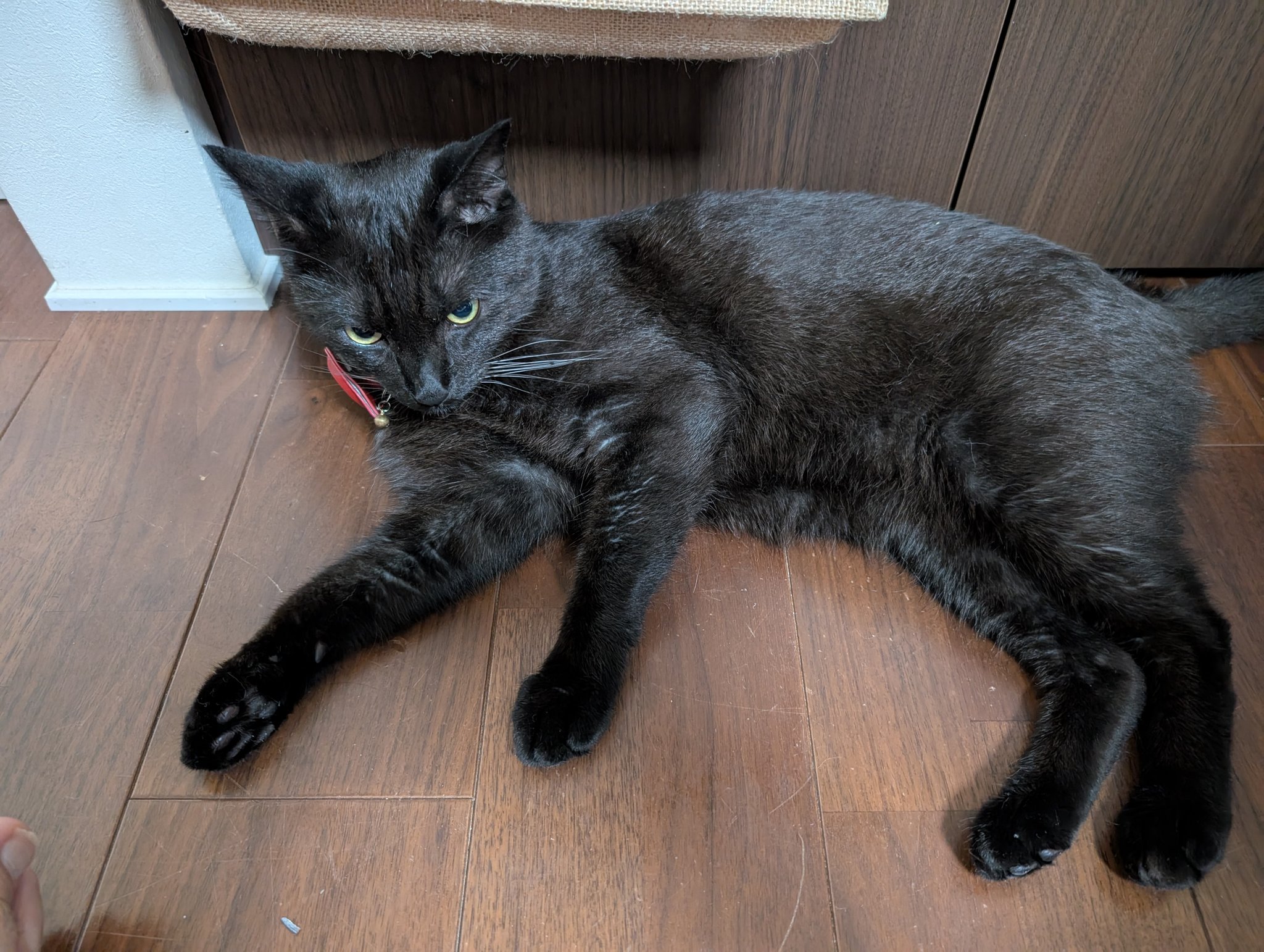 鳥猫 浜松町石フリマ11/22（土）3F N-07 on X: 