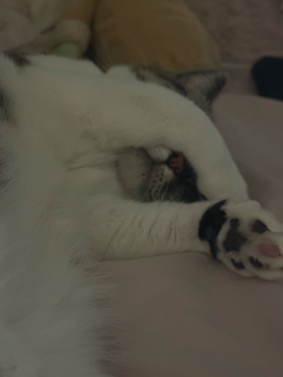 sofisoftie's tweet image. 👋👋