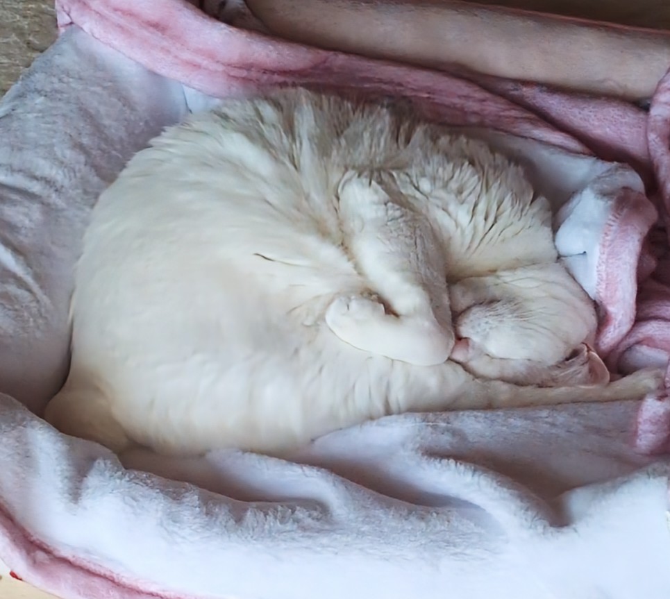 おはようございます☔️☔️🧥🌂

12月並の冷たい雨☔️の睡曜日🌅

ミミ😺毛布に包まってるかなぁ？

昨夜から暖房エアコン稼働(^_^;)💦

皆さま寒暖差は服装で😅💦
行って参ります(｀･ω･´)ゞ⛰️🐾🚈🚇️