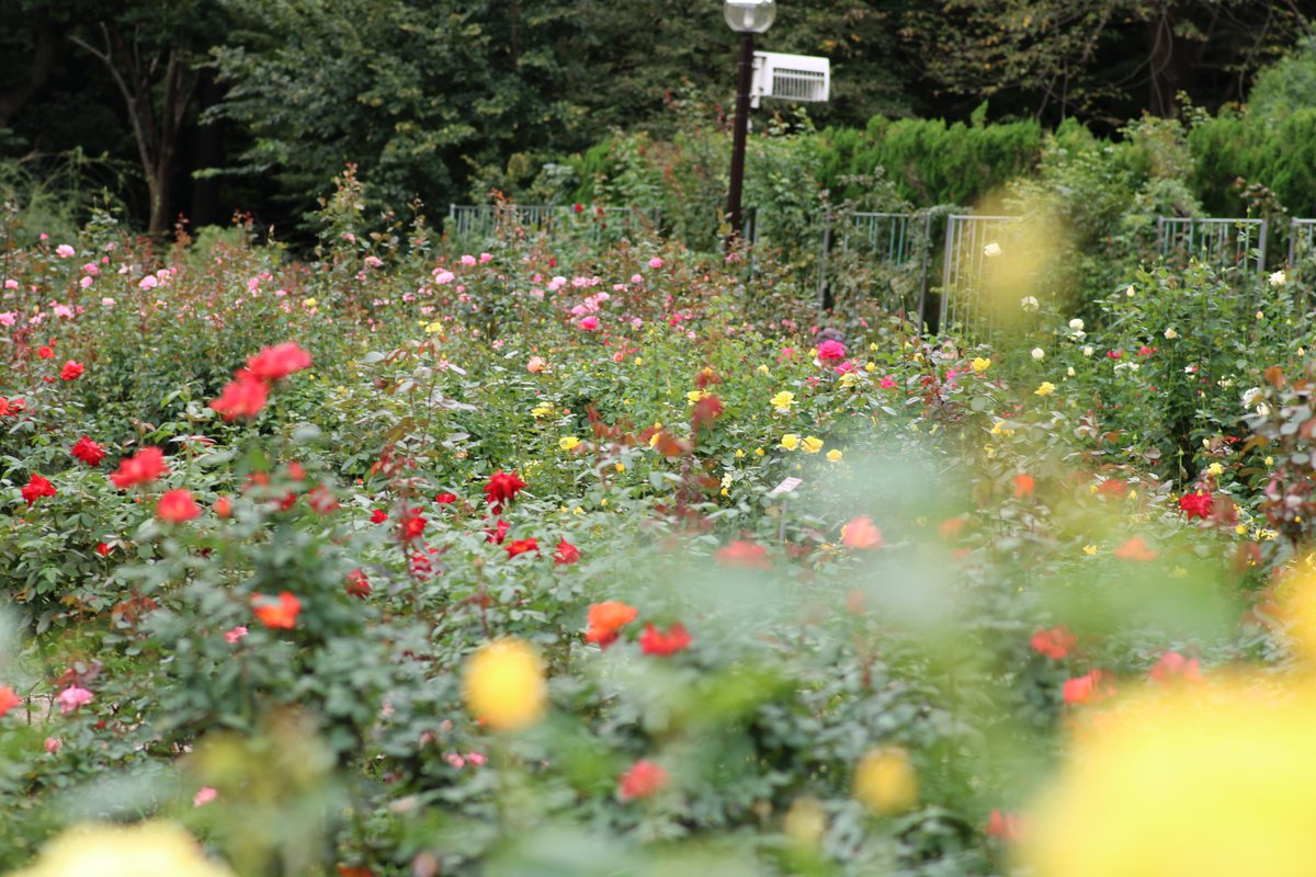 ✿「風 Ⅴ」✿ on X