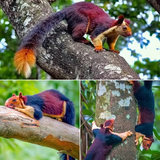 KateplUwU1's tweet photo. Okay, can we talk about how fantastic Squirrelflight would look, based on different types of squirrels?  I 

based this one on the "marble giant squirrel." This design isn't my best, but I still like it! https://t.co/k154f6HDAf