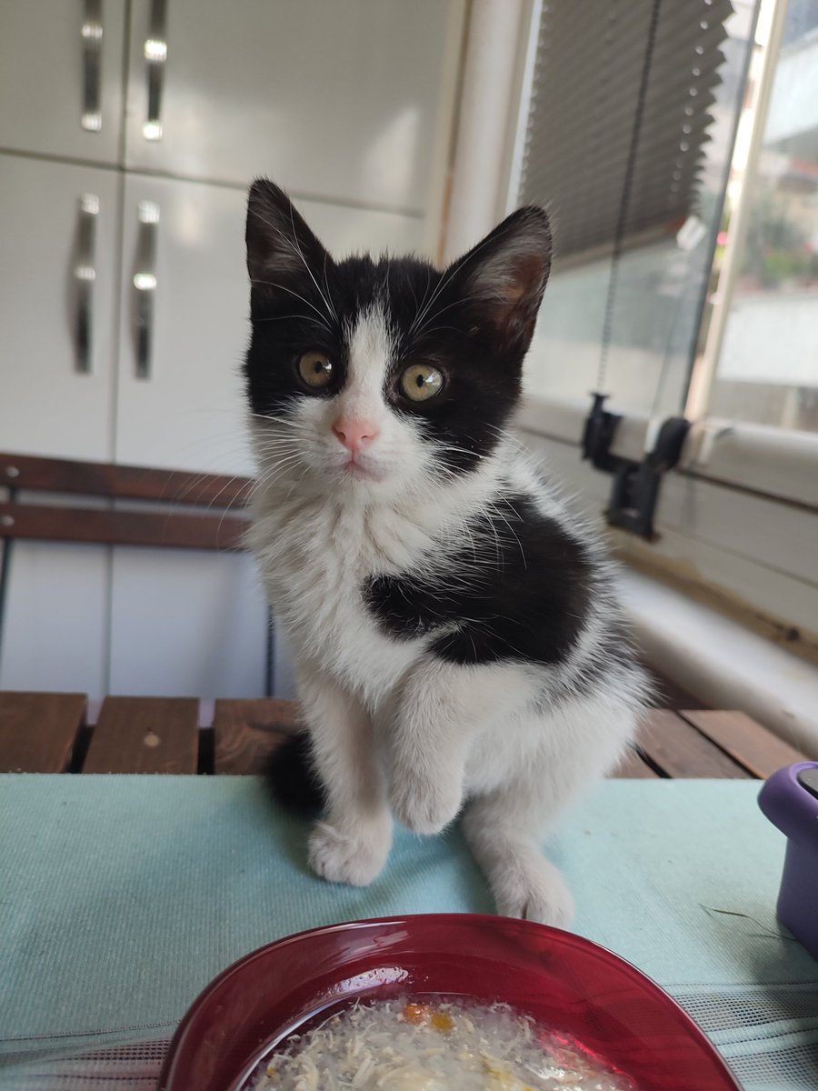 sosyal.petlebi.com/kedi-sahiplenm….

#Sakaryakedisahiplendirme
<a href="/hacikosahiplen/">Haçiko Sahiplendirme</a> <a href="/adoptme_TR/">Kedi Sahiplendirme</a> 
<a href="/haysevder/">HAYSEV</a> <a href="/FiratHaysev/">Fırat Sert HayvanSever</a> 
BONCUK GÖZ #sakarya da #YUVAARIYOR